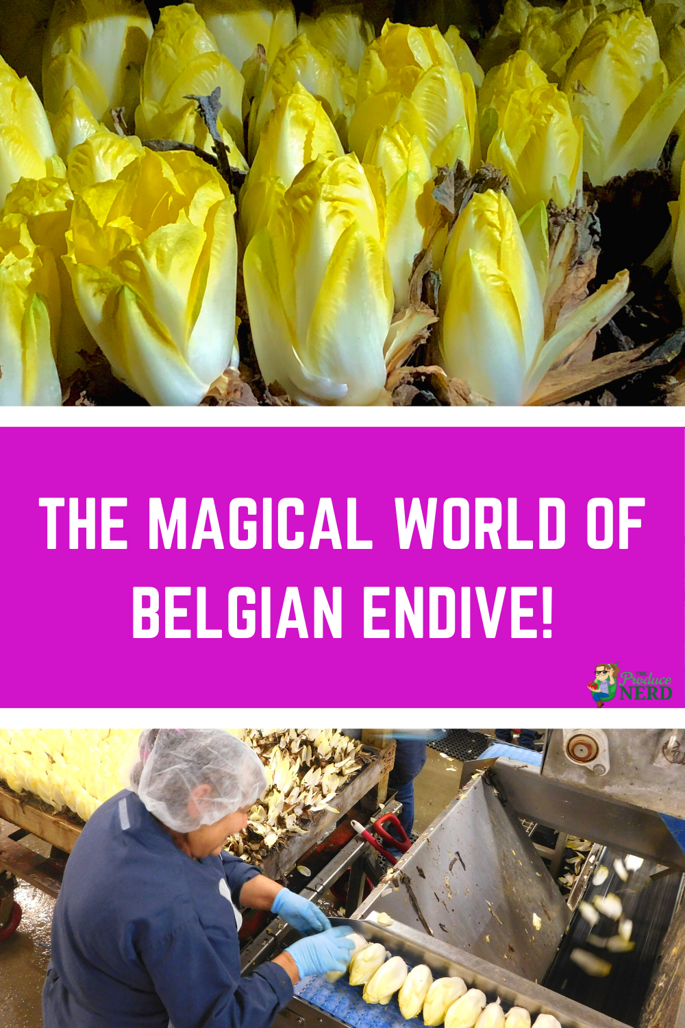 Read more about the article Belgian Endive Growing, Harvesting & Packing