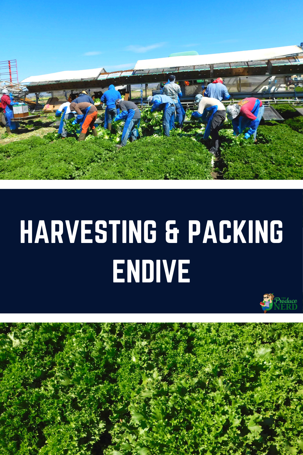 Read more about the article Commercial Endive Harvesting & Packing