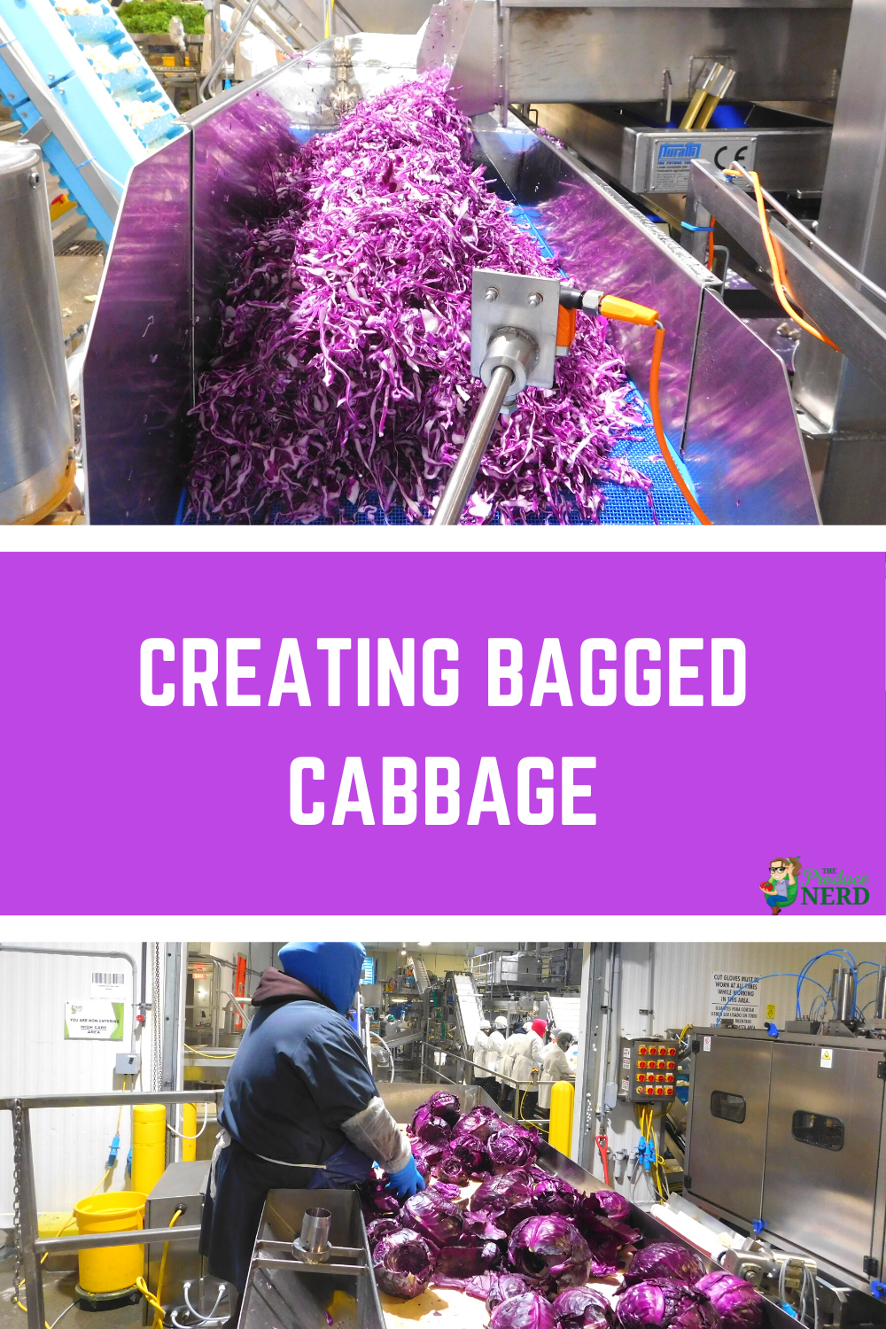 Read more about the article Cabbage Processing: Creating Bagged Cabbage