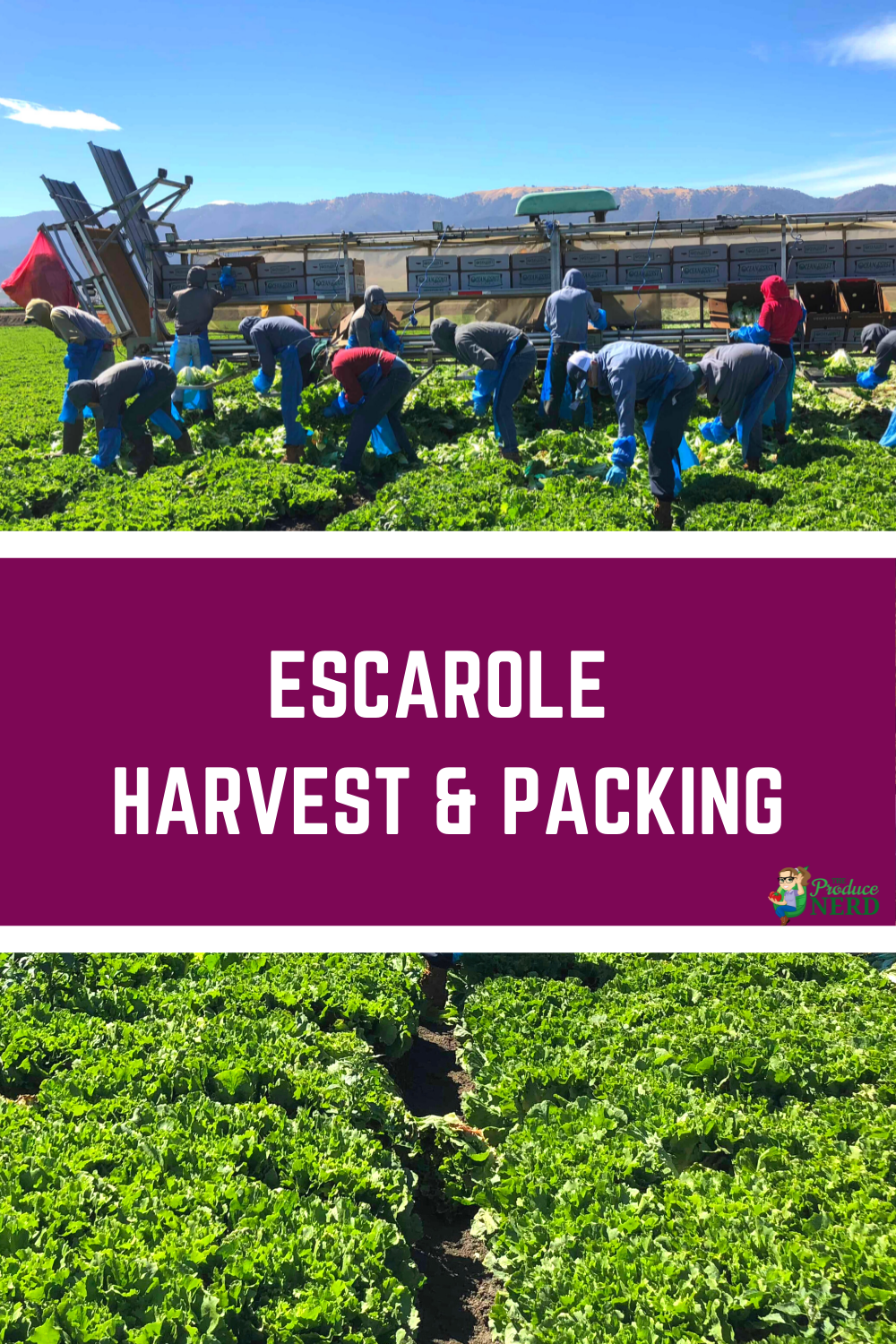 Read more about the article Harvesting & Packing Escarole