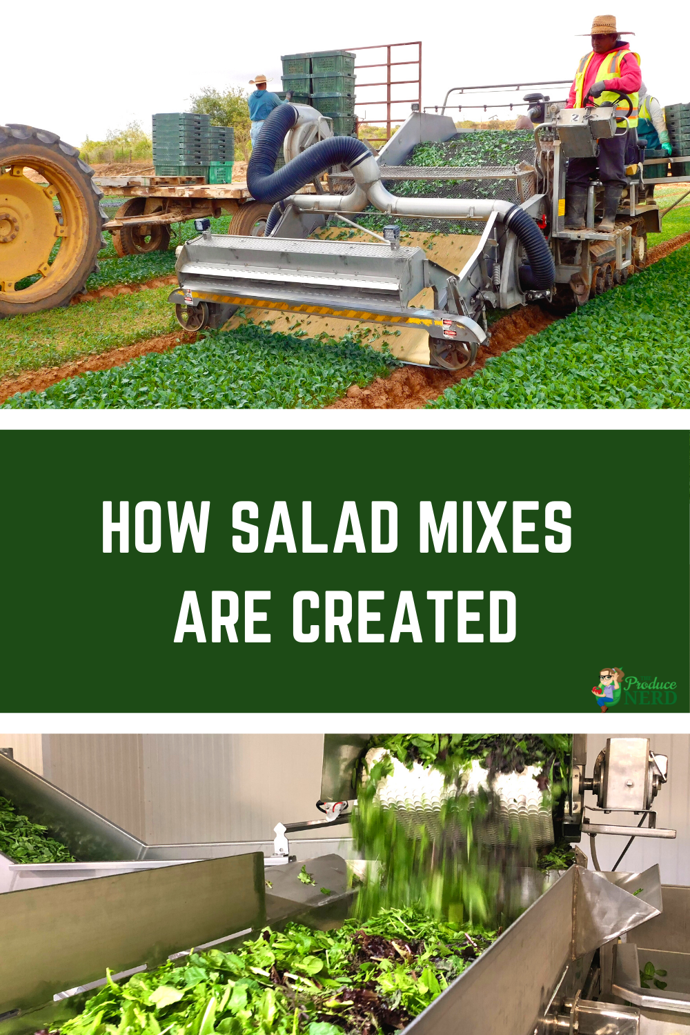 Read more about the article How Salad Mixes are Created