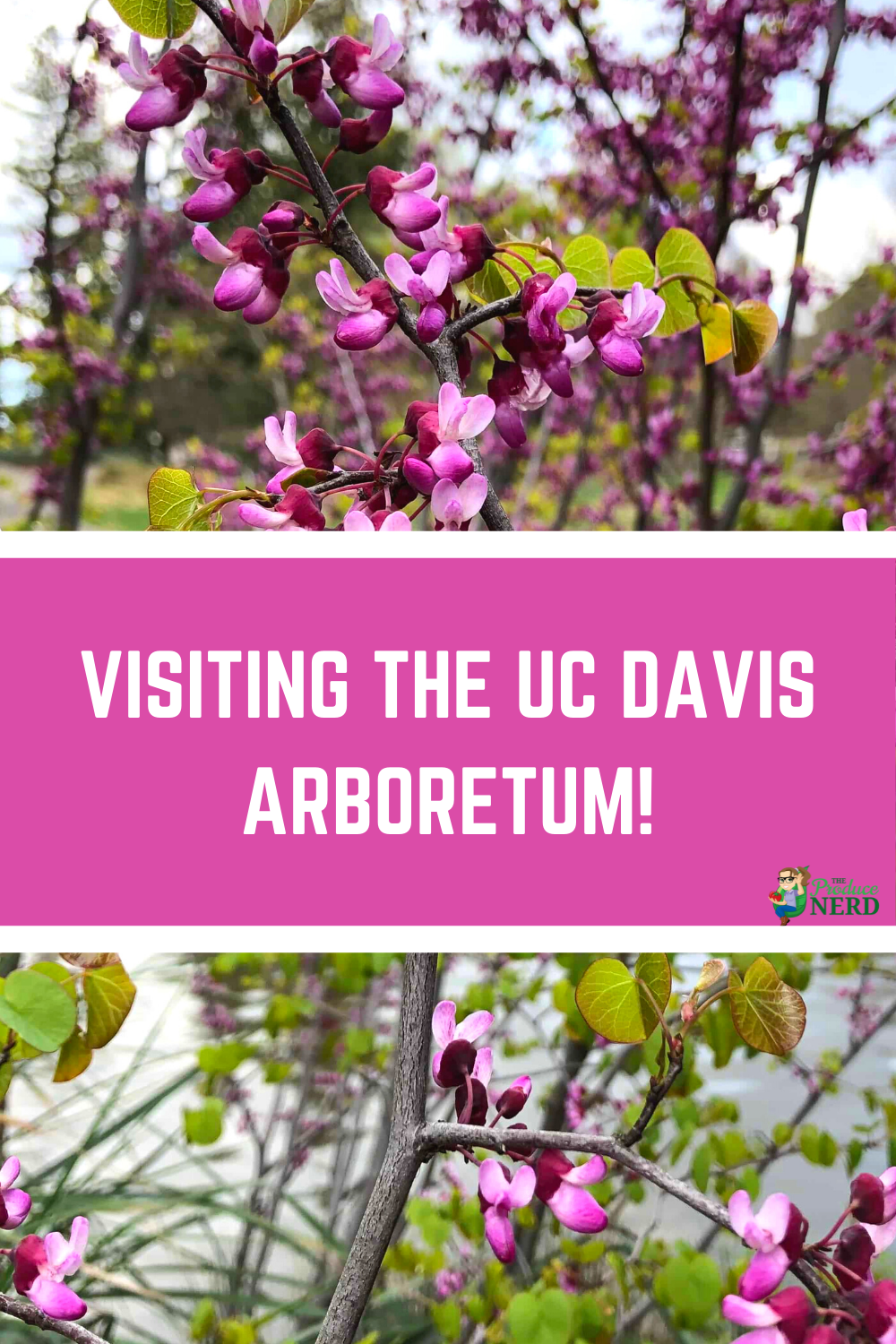 Read more about the article Visiting the UC Davis Arboretum!