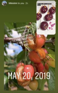 Cherry Damage - 2019 Weather Damage