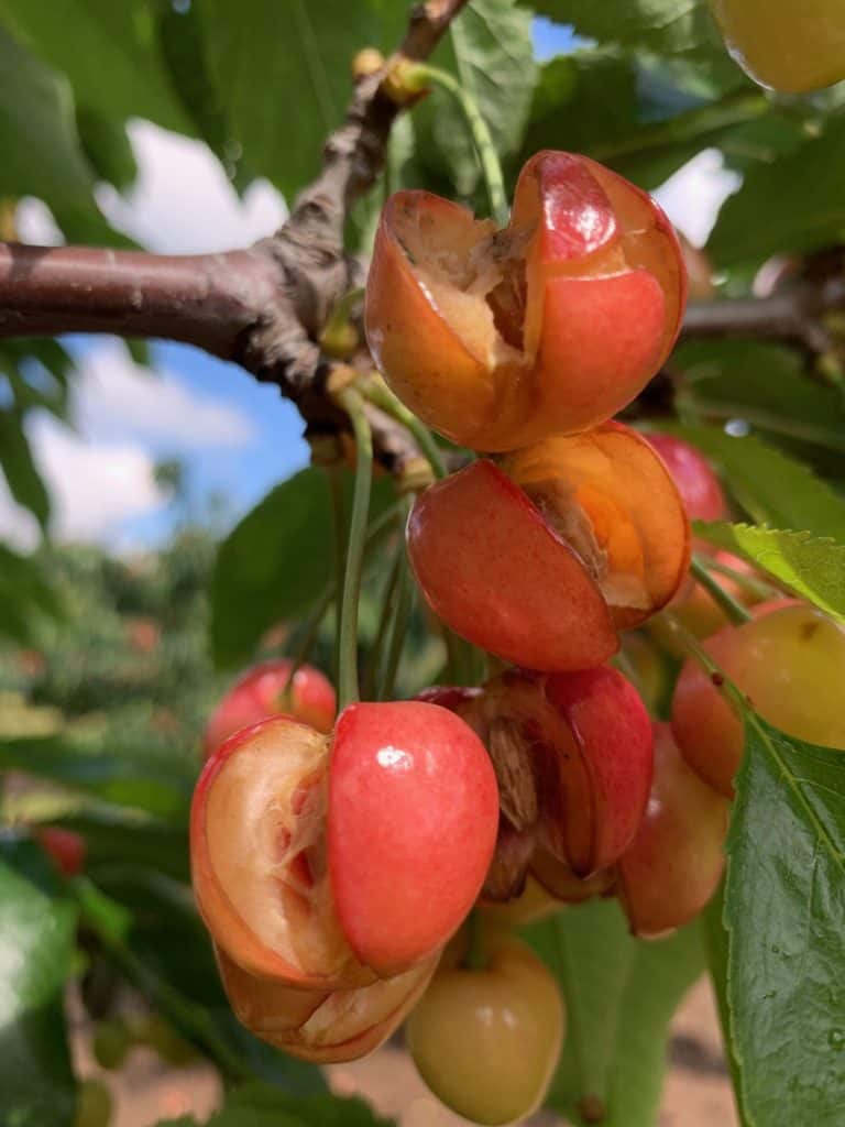 How the Weather Damaged the 2019 California Cherry Crop A Grower's