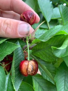 Cherry Damage - 2019 Weather Damage