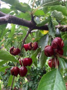 Cherry Damage - 2019 Weather Damage