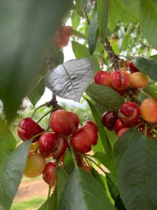 Cherry Damage - 2019 Weather Damage