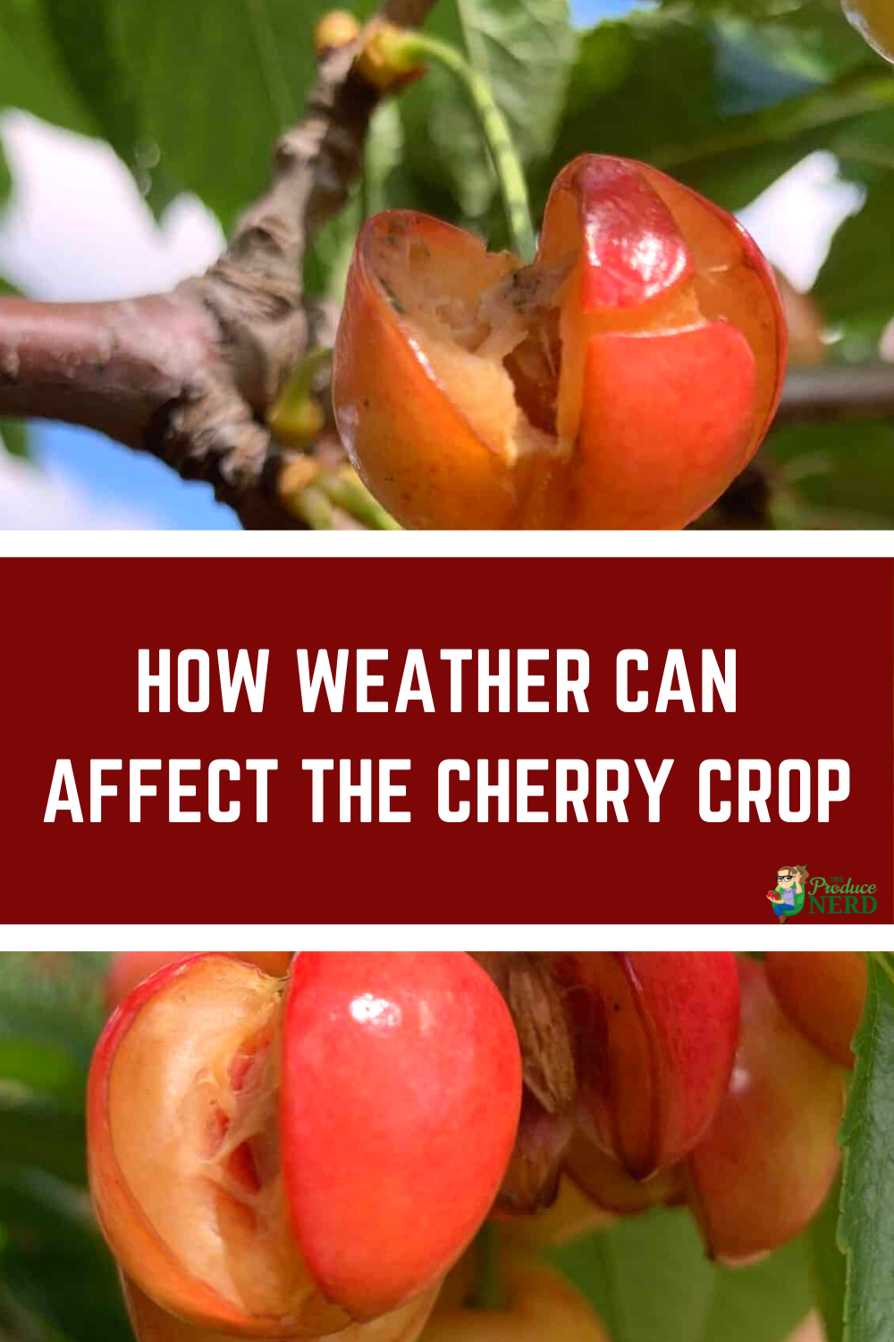 Read more about the article How Weather Can Damage a Cherry Crop: A Grower’s Perspective