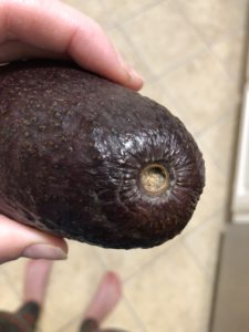 Avocado - Pathogen Growth