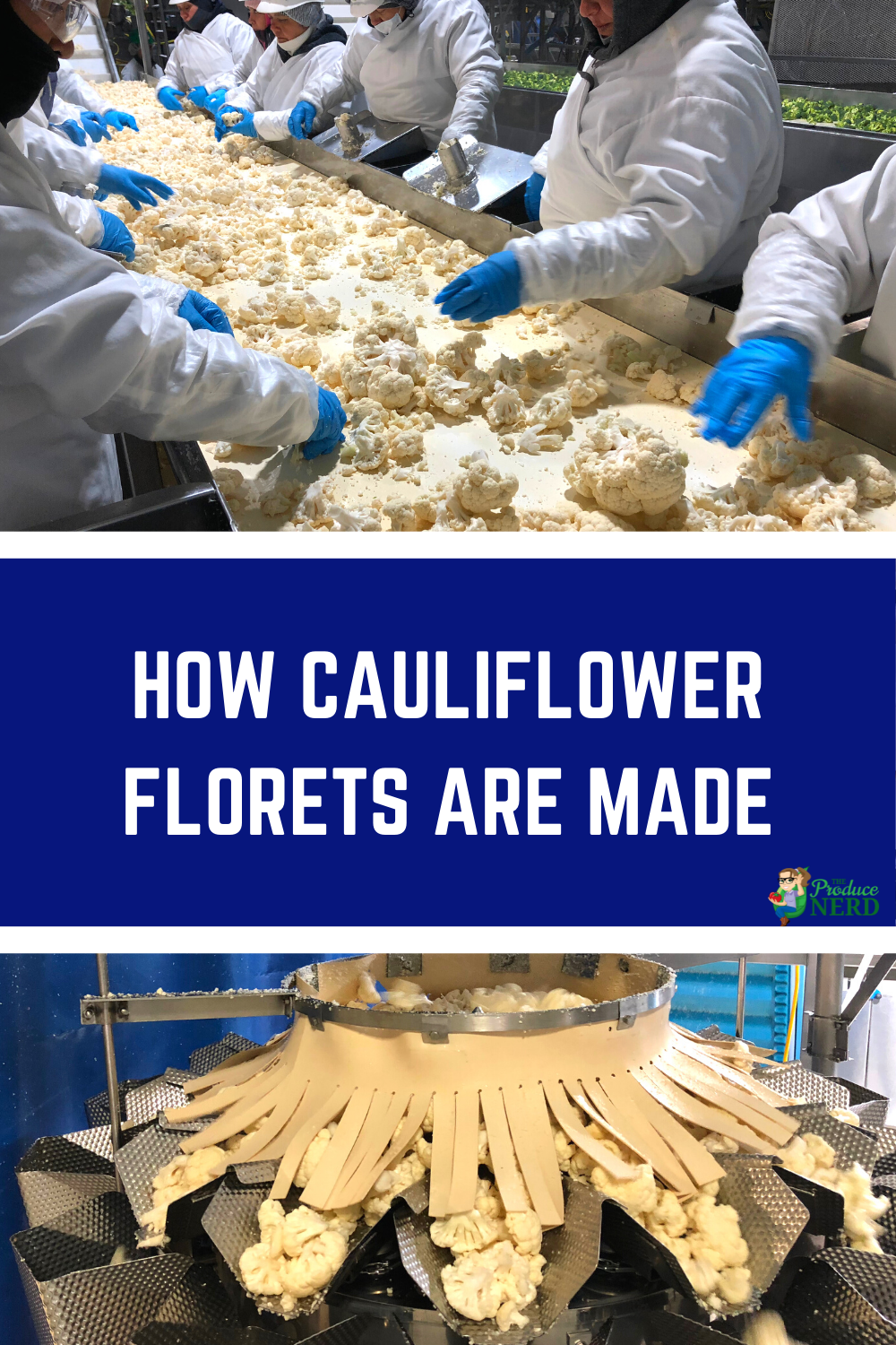 You are currently viewing Cauliflower Processing – Creating Cauliflower Florets