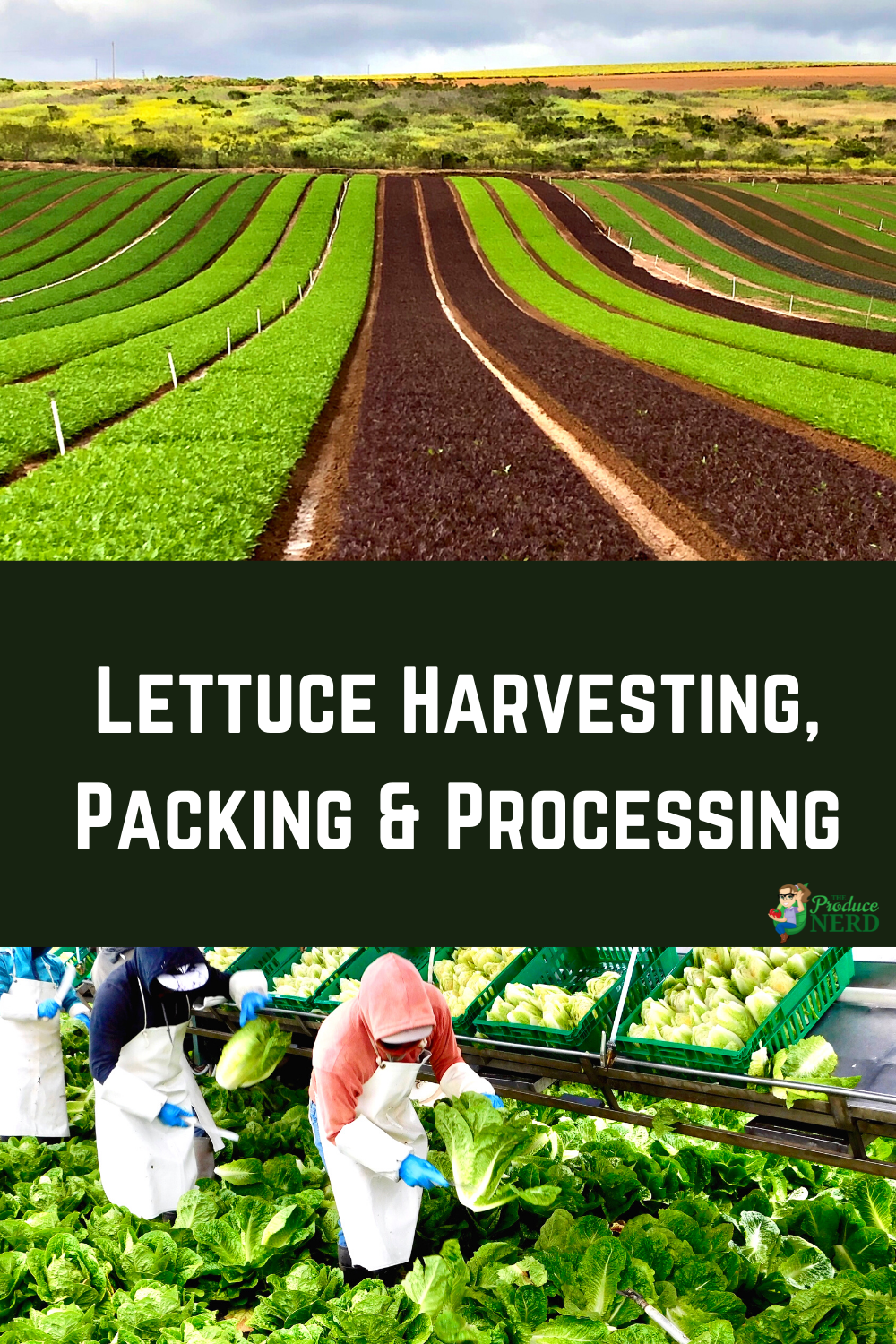 Read more about the article Commercial Lettuce Harvesting, Packing & Processing