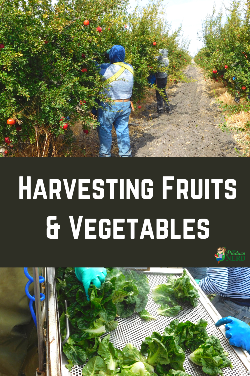 Read more about the article Harvesting Methods of Fruits and Vegetables