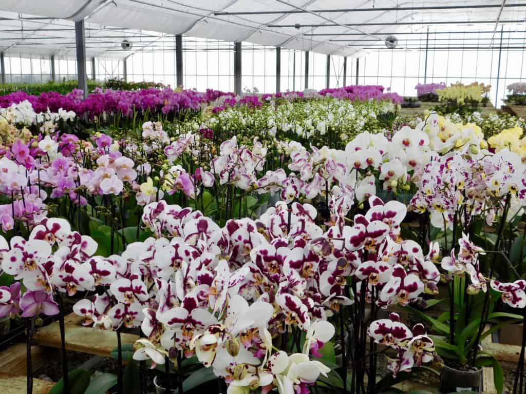 Cal Coast Orchids - Growing Orchids in California - The Produce Nerd