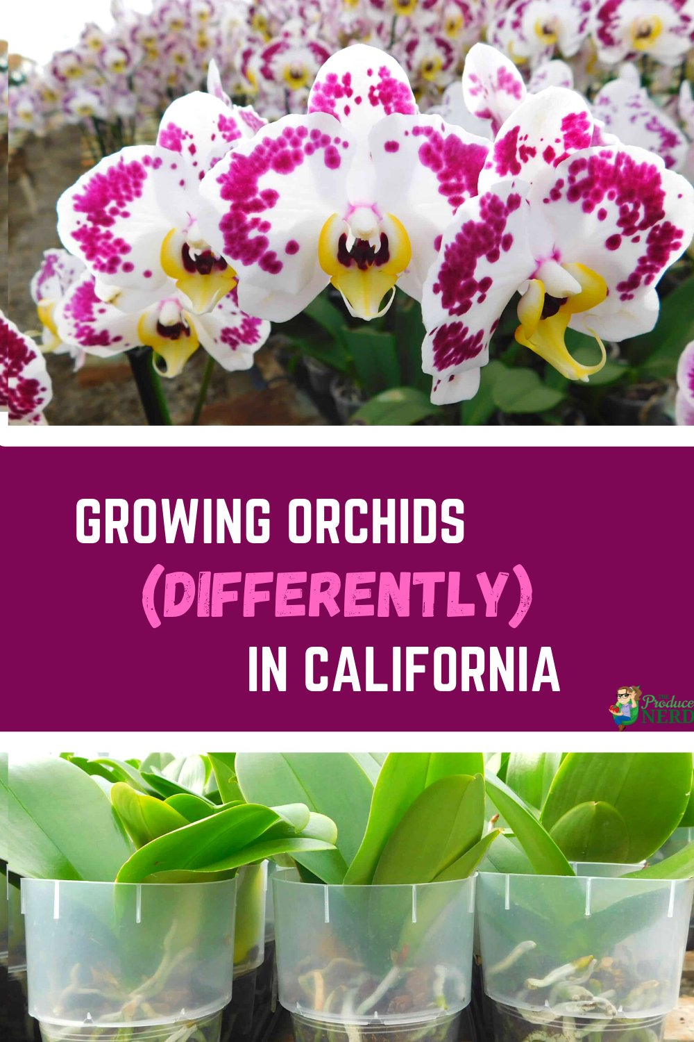 Read more about the article Growing Orchids in California at Cal Coast Orchids