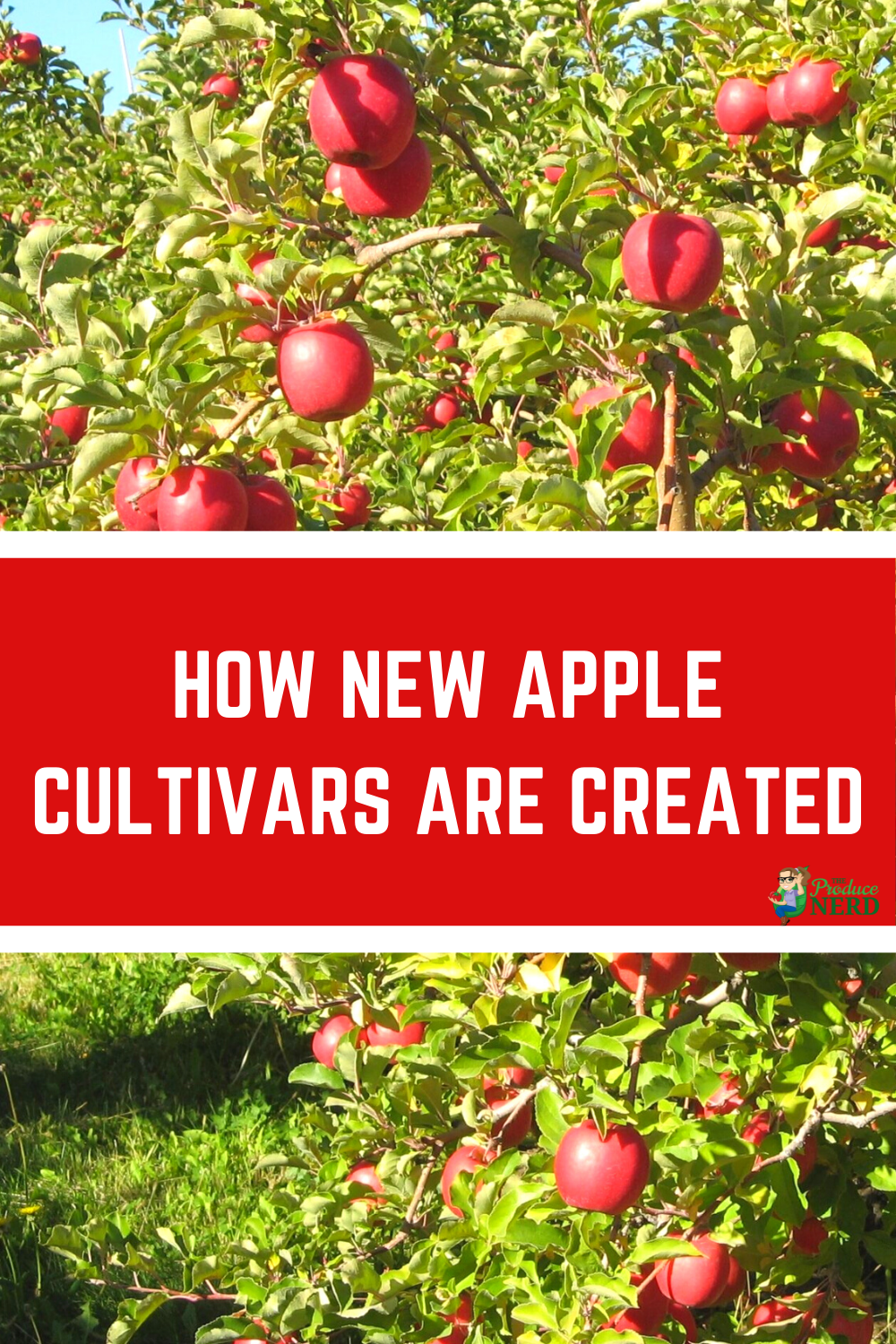 Read more about the article How New Apple Cultivars Make it to the Market