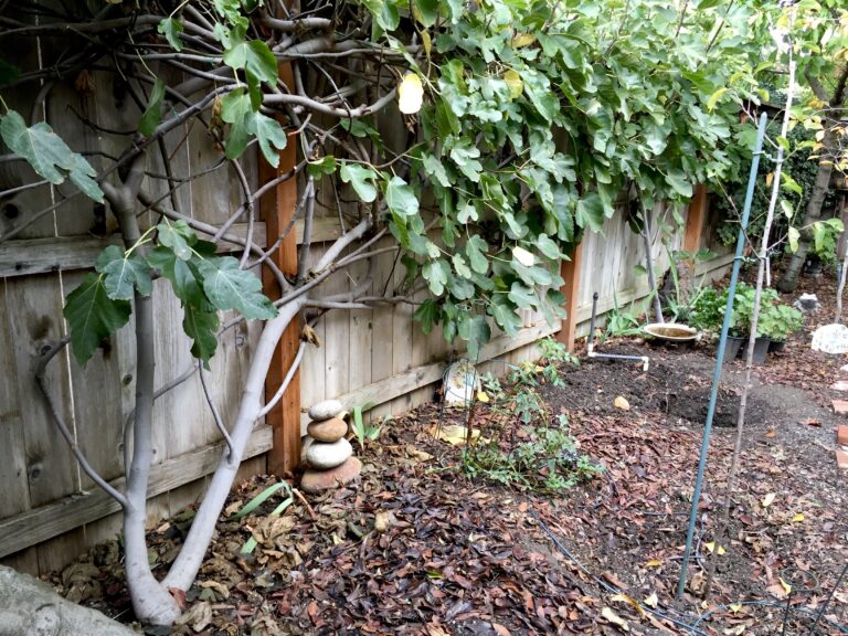 Garden Inspiration: Crawling Fig Tree