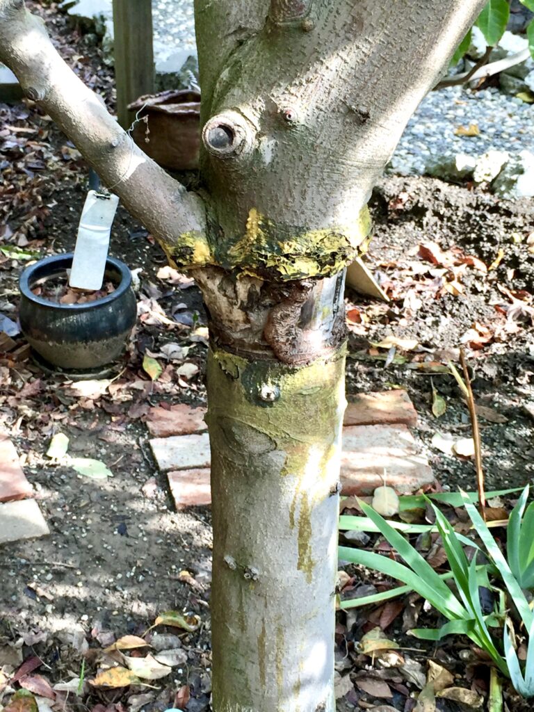 Grafted Shipova Pear Tree