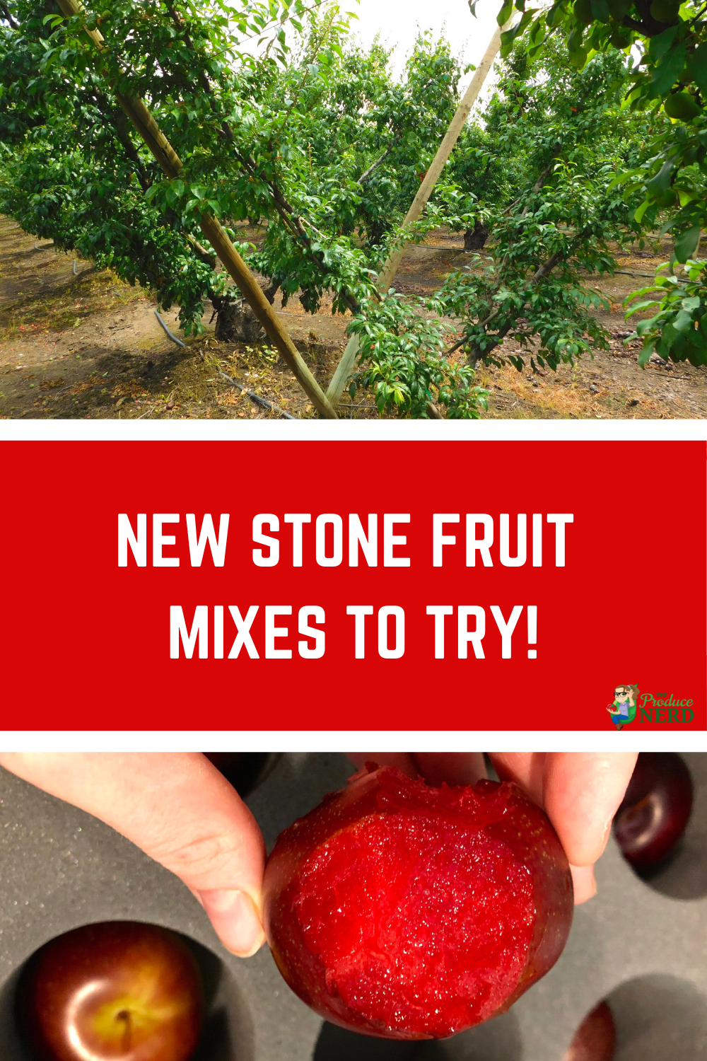 Read more about the article Two Great New Stone Fruit Cultivars I Tried this Season