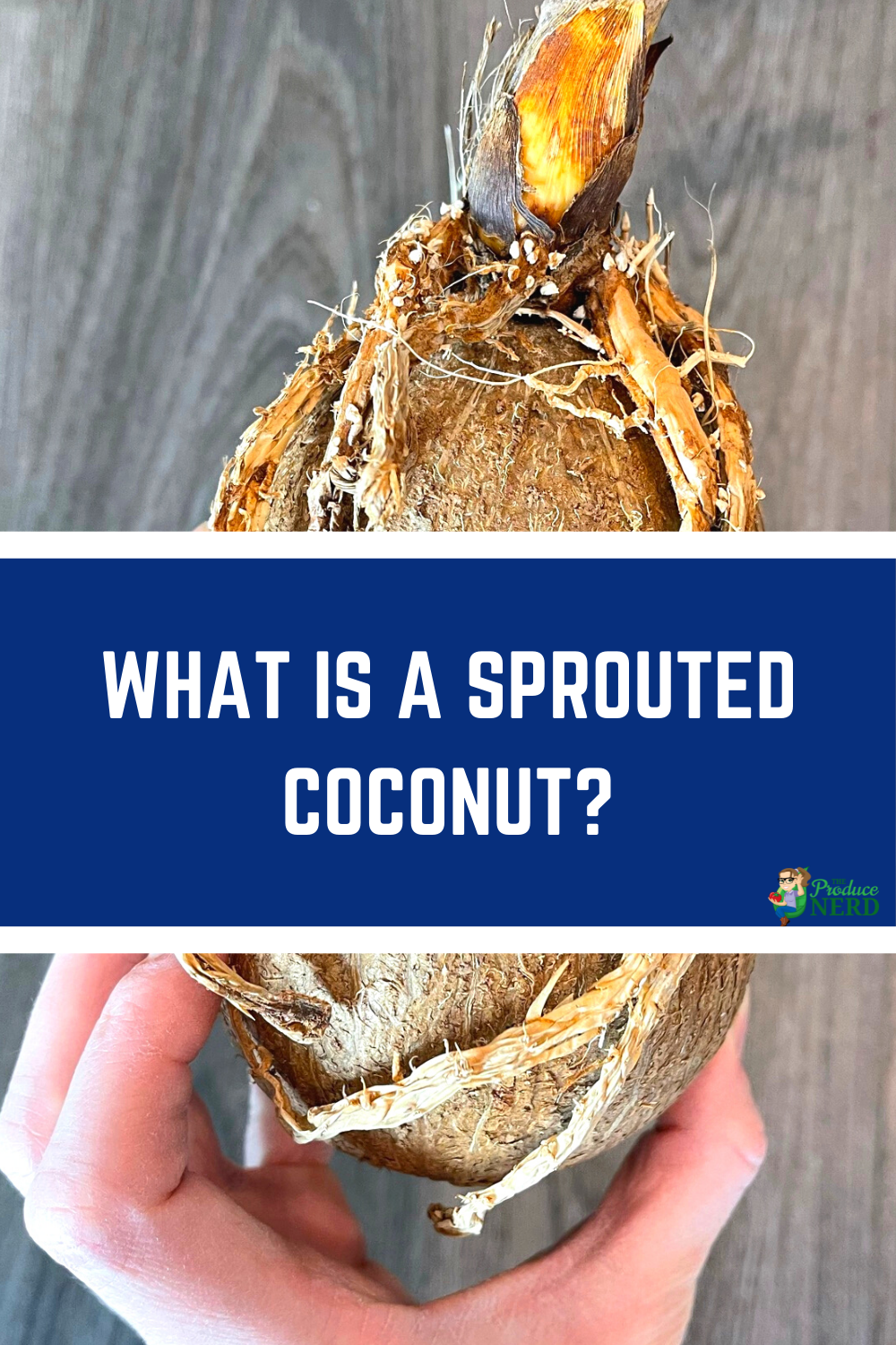 Read more about the article Sprouted Coconut: What is it, How to Open it & What Does it Taste Like?