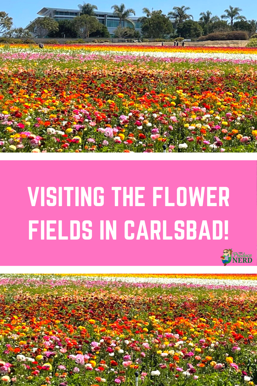 Read more about the article Visiting the Flower Fields in Carlsbad!