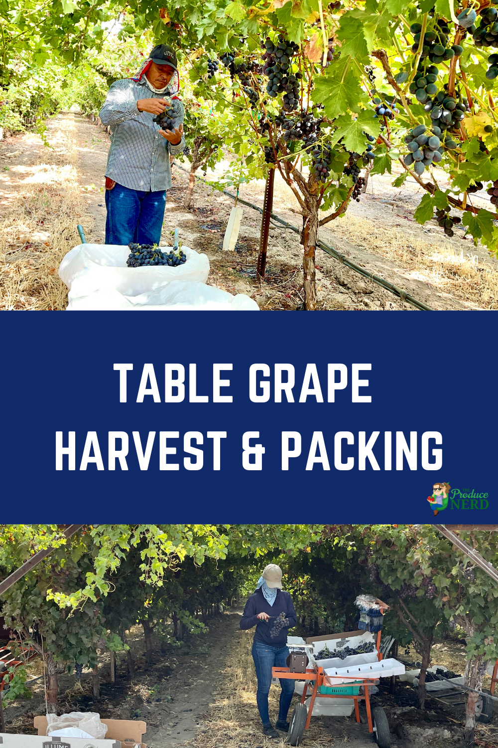 Read more about the article Table Grape Harvest, Packing & Much More!