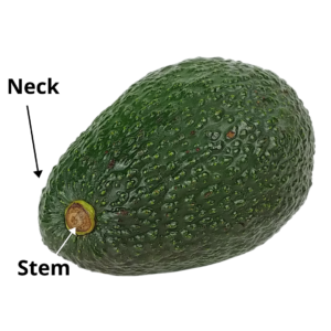 Avocado - Stem & Neck