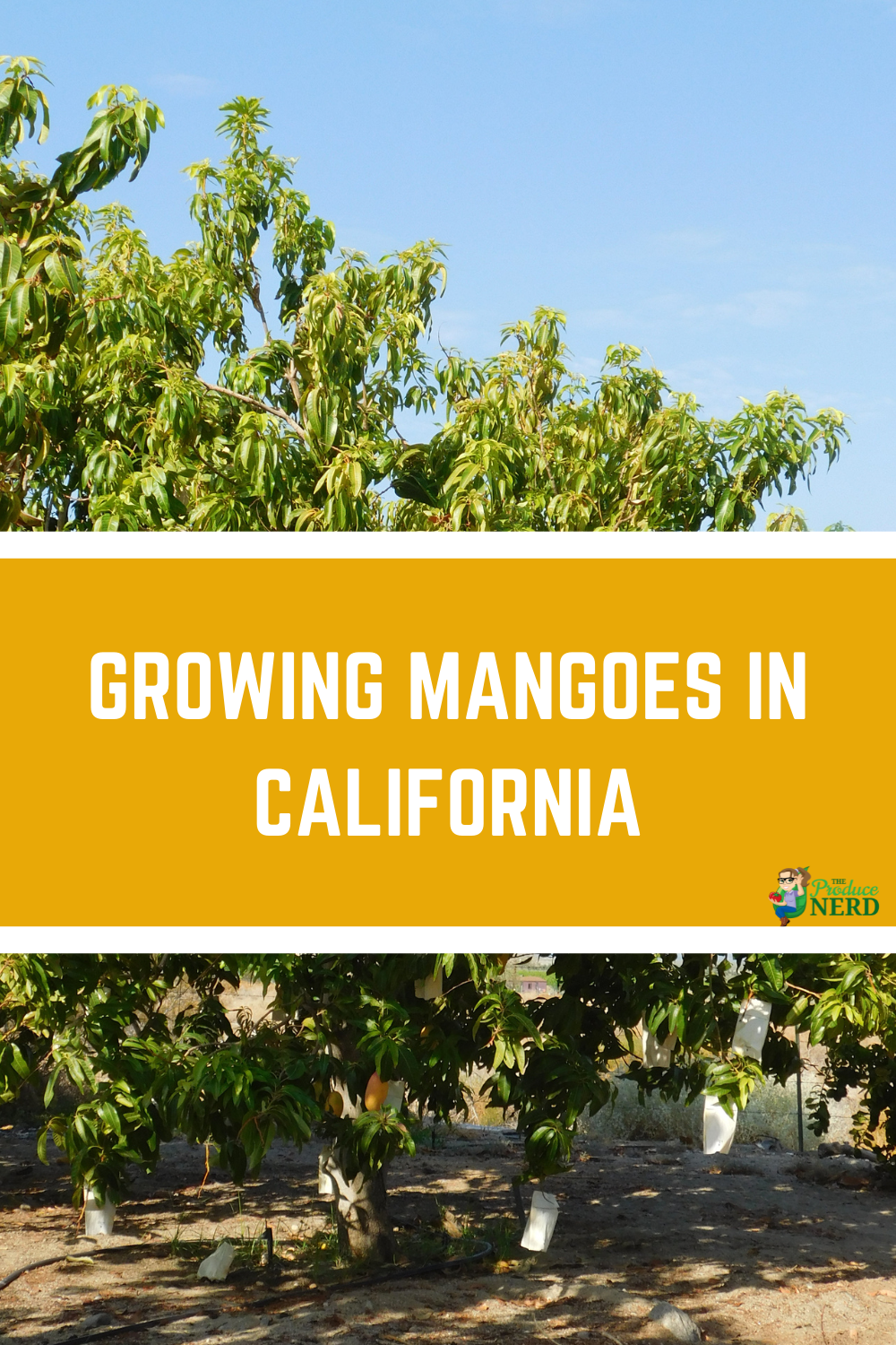 Read more about the article Mango Farming in Southern California at Wong Farms