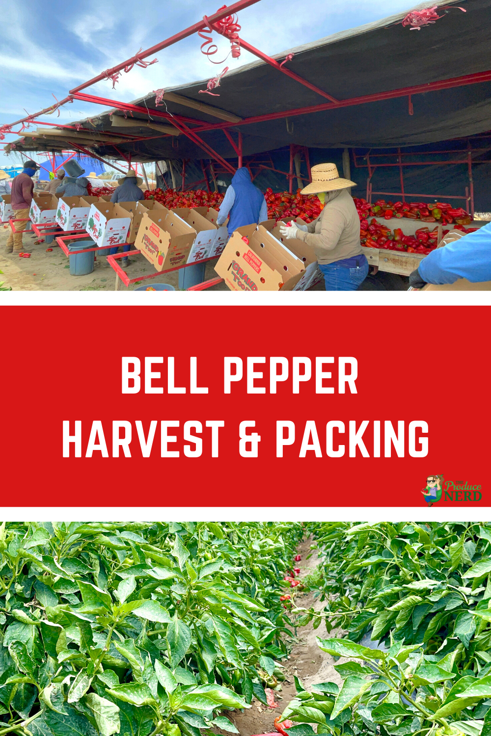 Read more about the article Bell Pepper Harvest & Packing