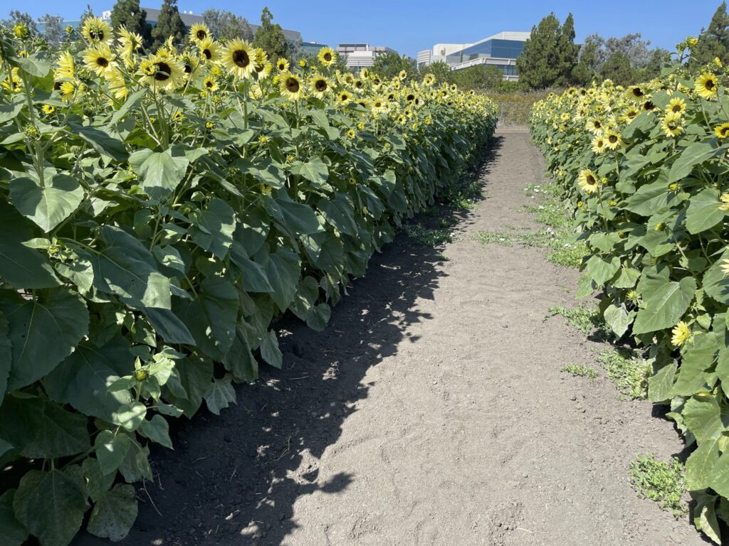 Tanaka Farms Sunflower Fields