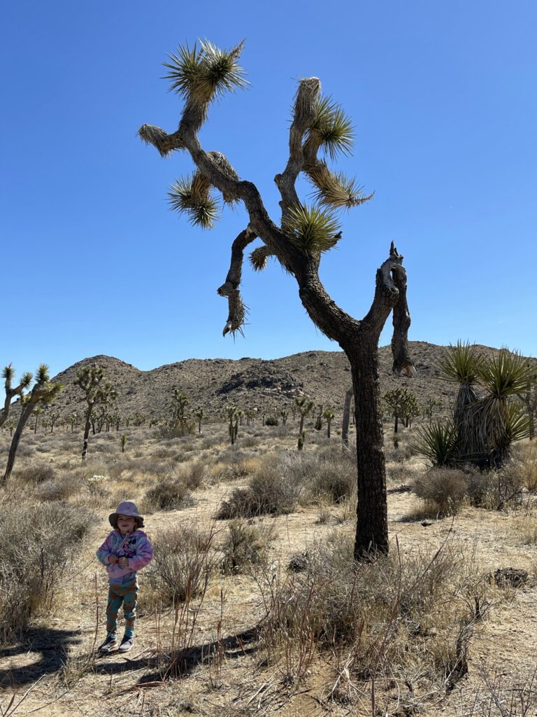 Joshua Tree