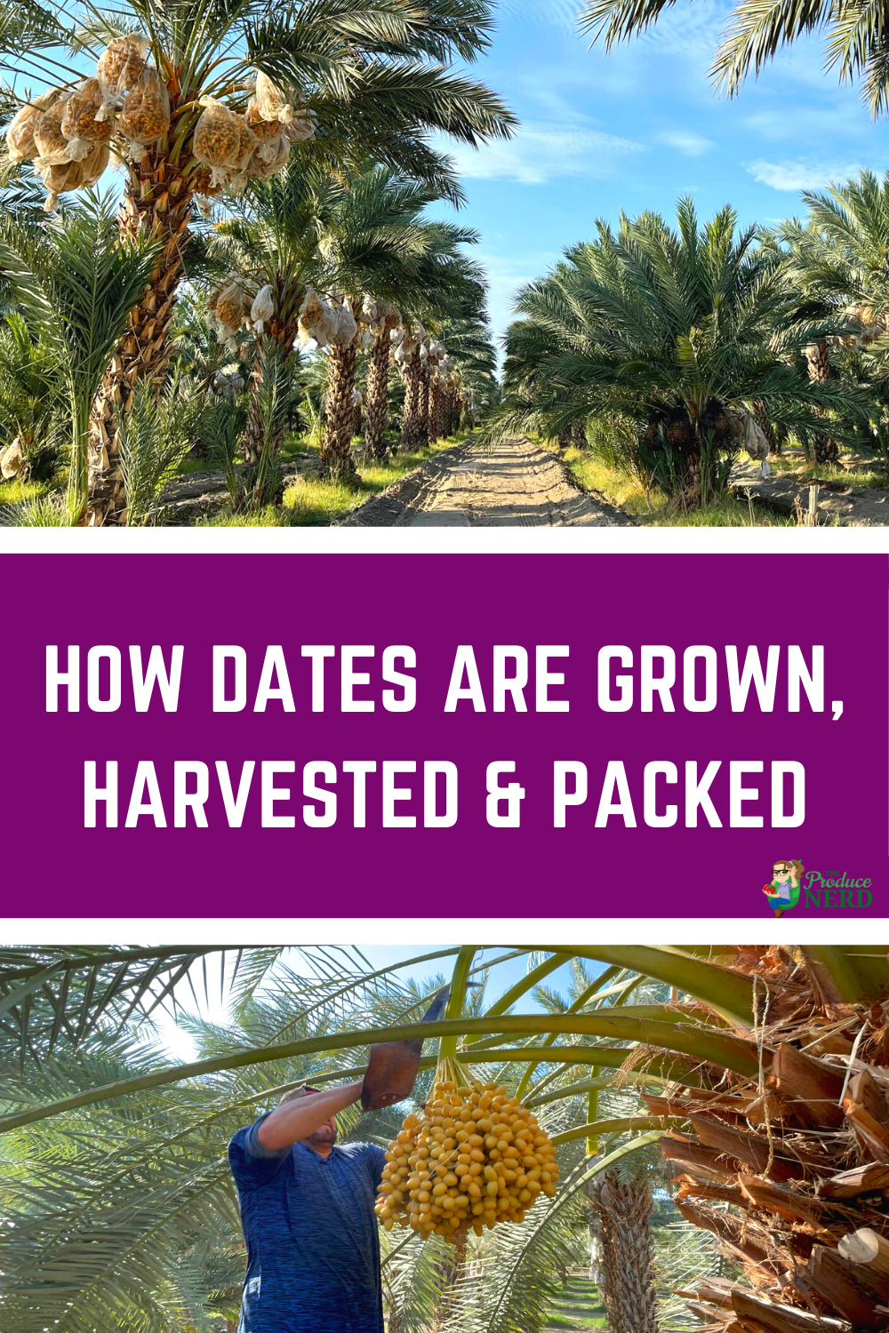 Read more about the article How Dates are Grown, Harvested & Packed