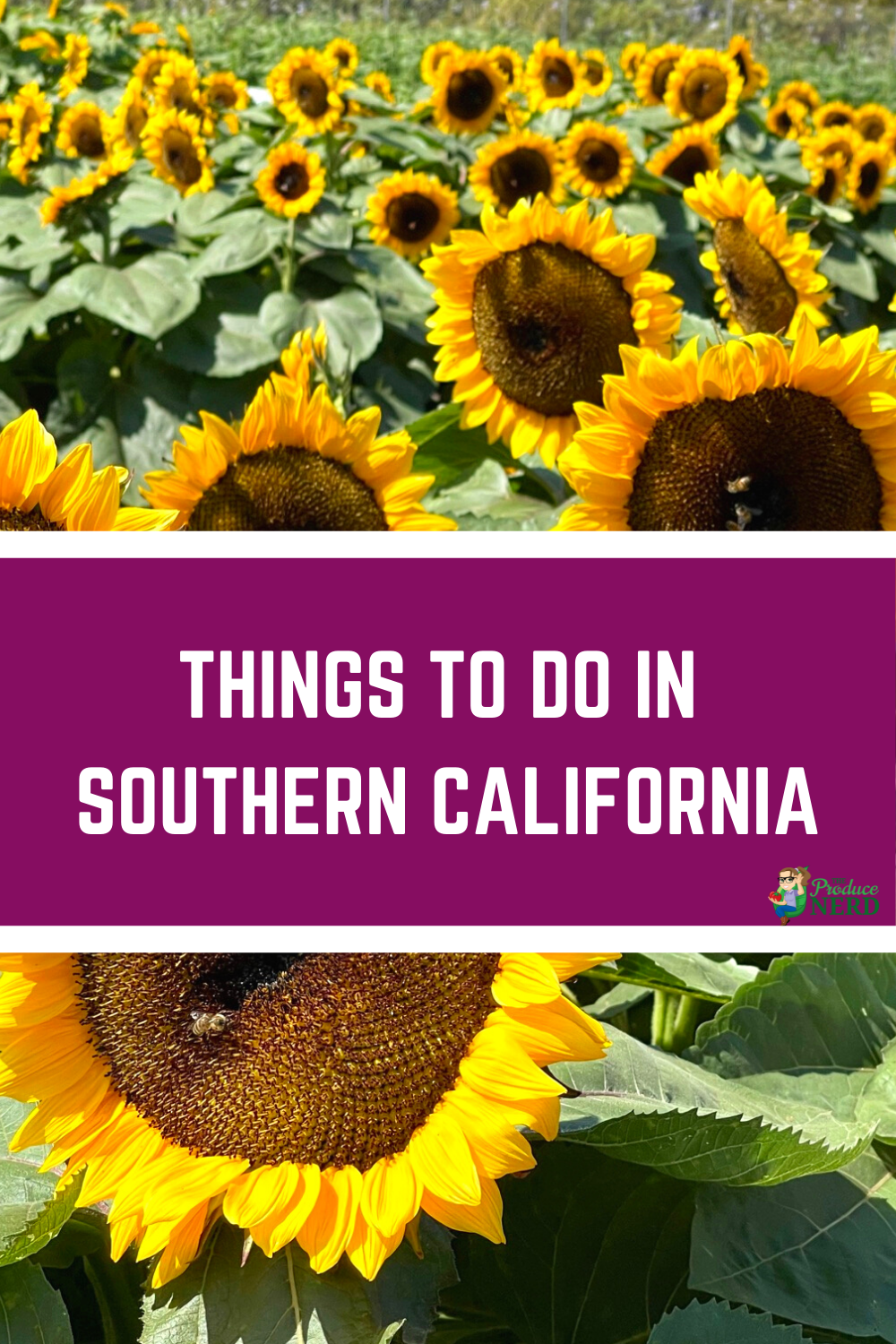 Read more about the article Things to do in Southern California