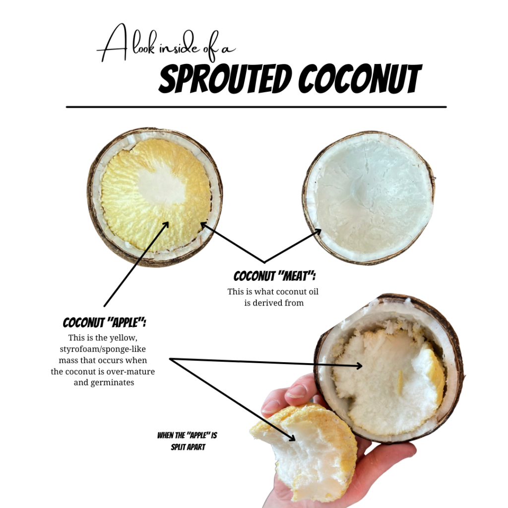 Canva Example - Sprouted Coconut