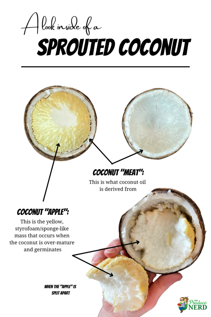 Canva Example - Sprouted Coconut Pin