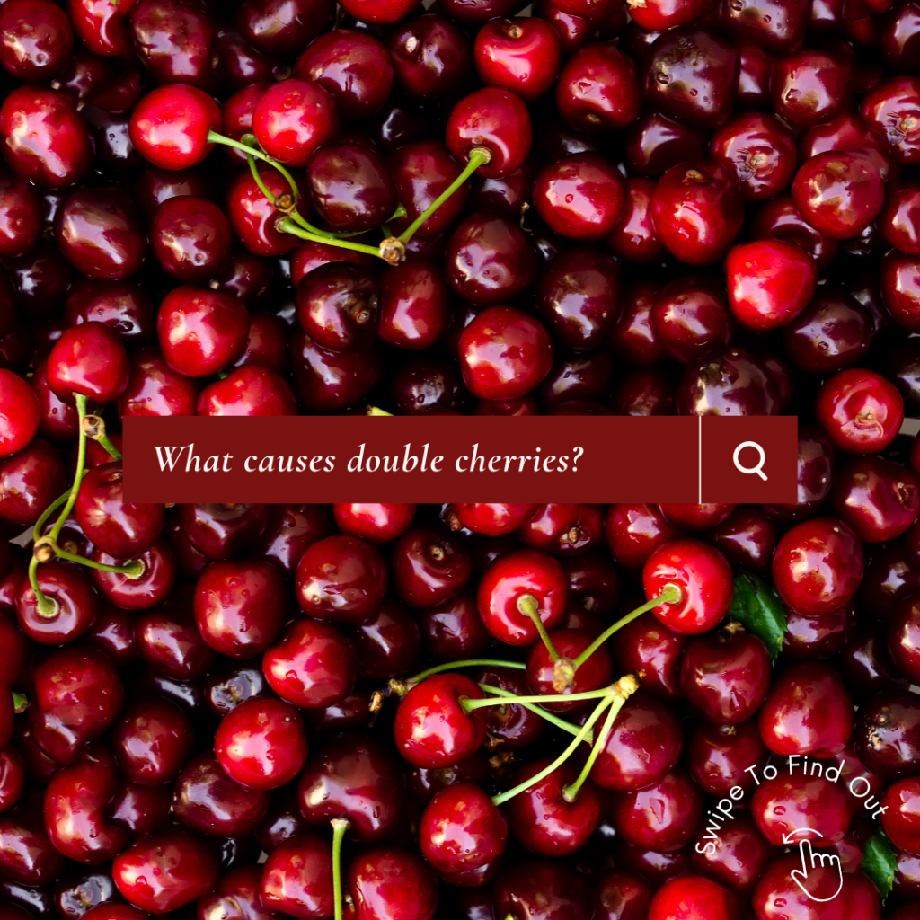 Canva Example - What Causes Double Cherries