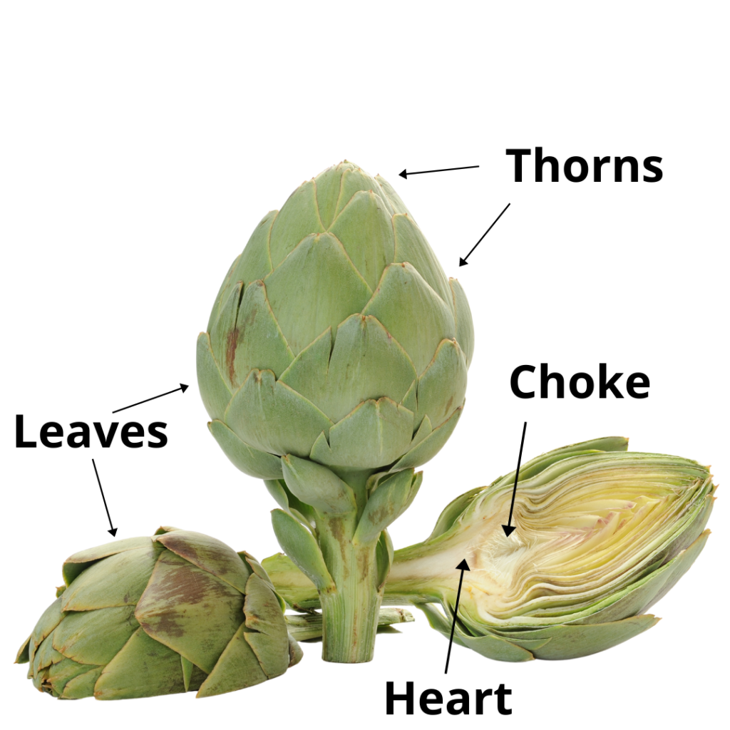 Artichoke diagram