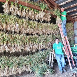 Garlic Curing in a shed