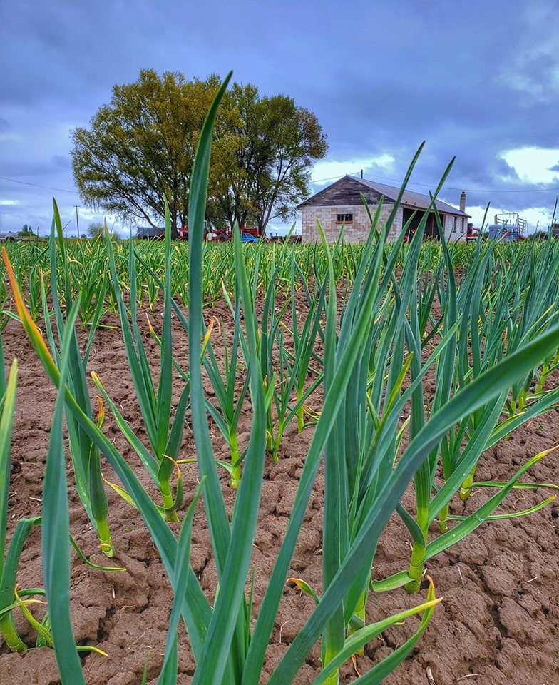 Garlic Field