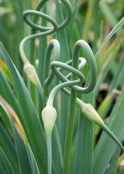 Garlic Scapes