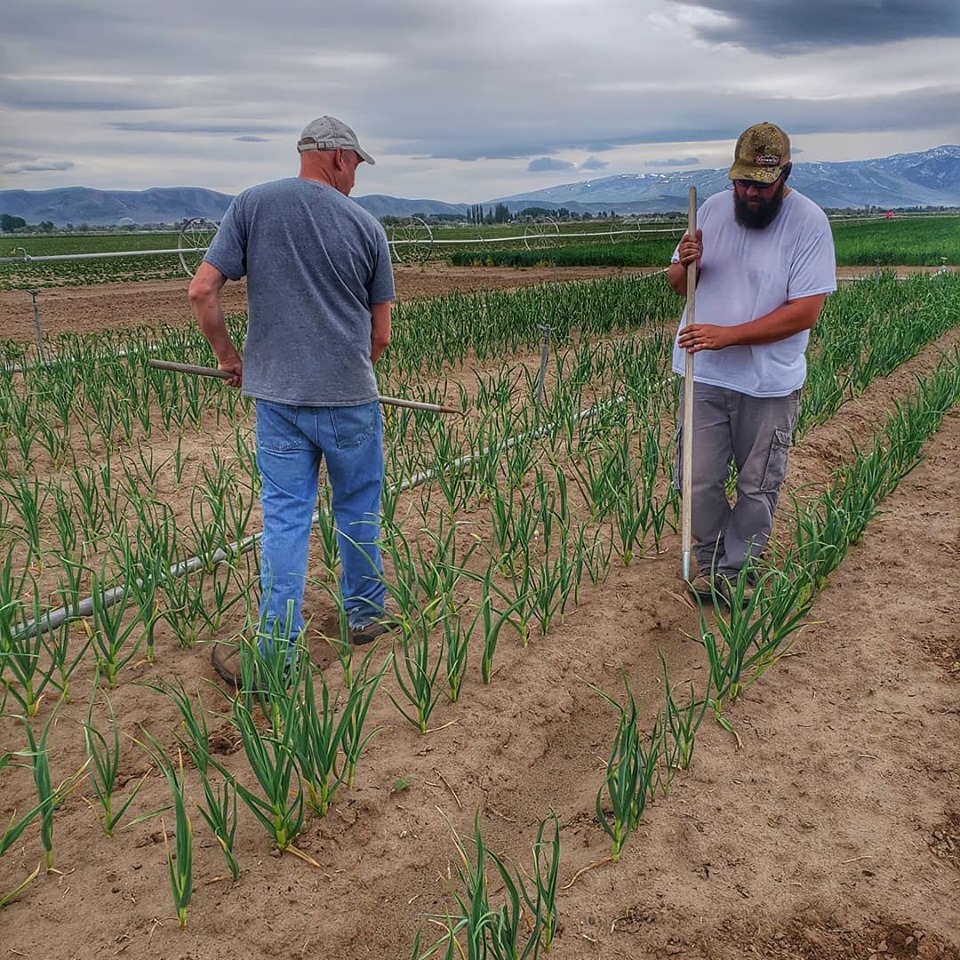 Weeding Garlic