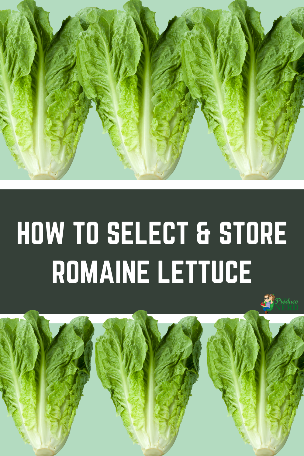 Read more about the article How to Select & Store Romaine Lettuce